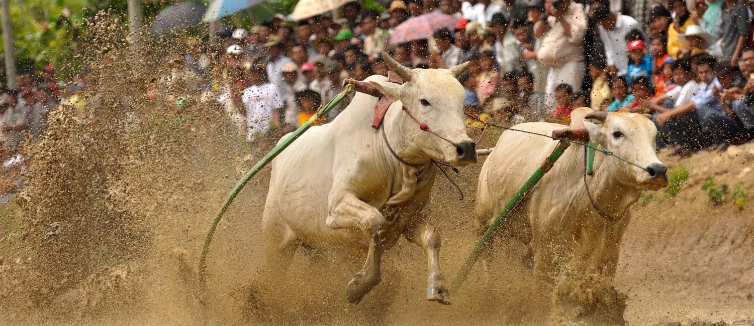 Tori da corsa