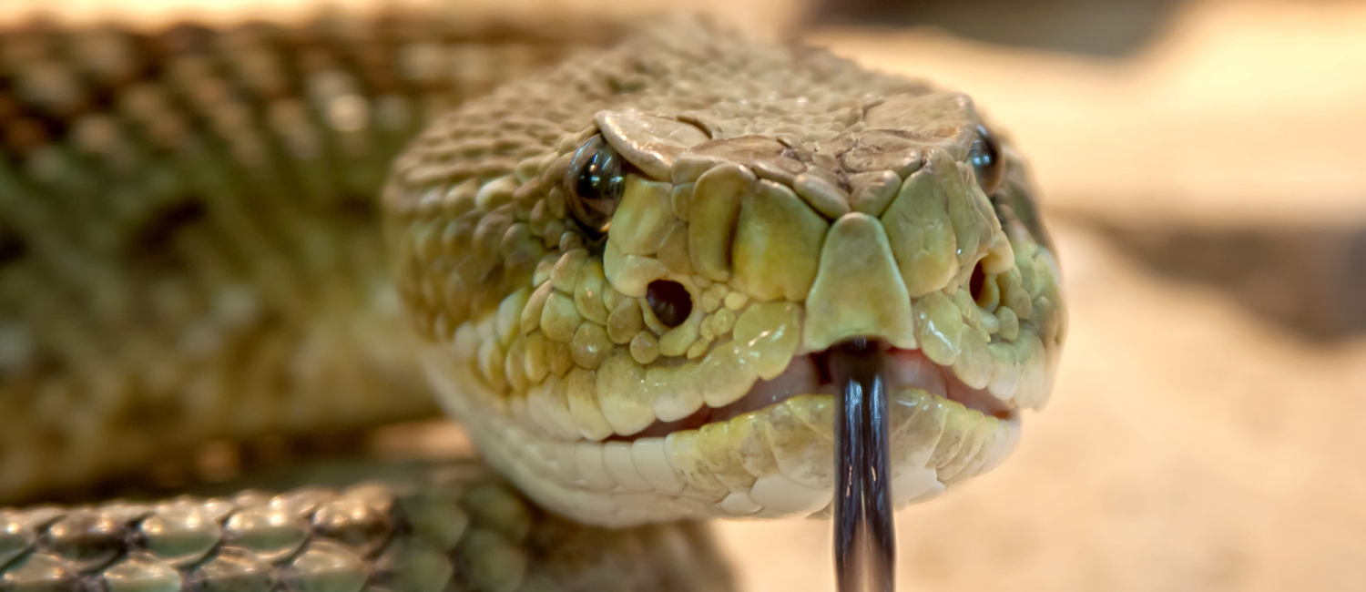 Serpente