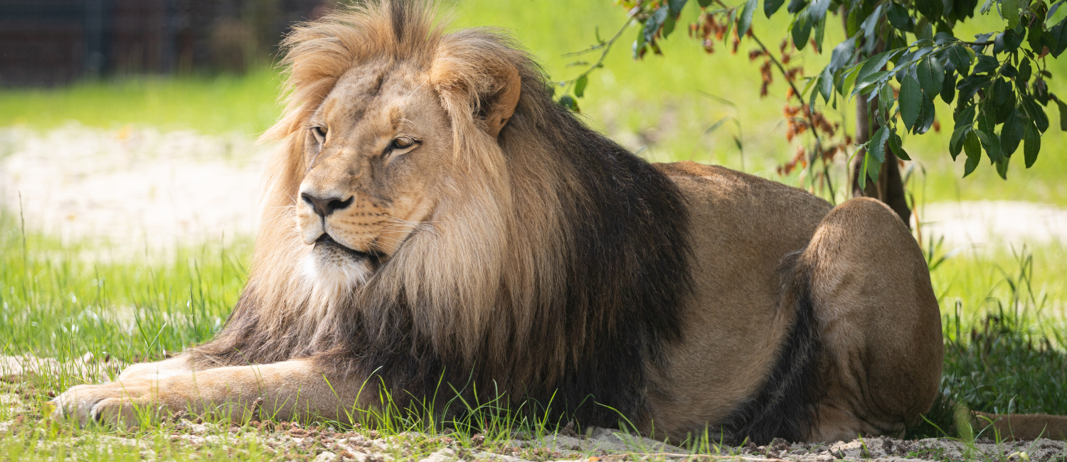 leone